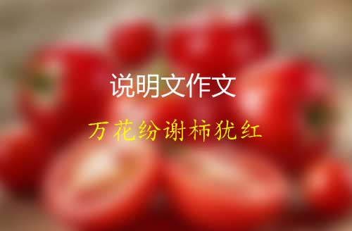 说明文作文600字《万花纷谢柿犹红》