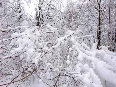 描写森林和暴风雪的短文