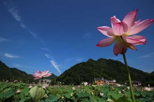 盛夏时节的好句