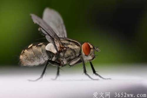 苍蝇对人类的危害|苍蝇对人类的好处