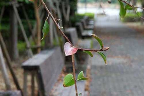 描写雨的句子和作文《雨中浪漫》