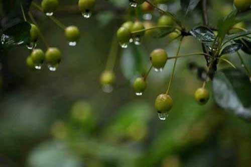 作文《与雨相拥》写出不一样的雨中景致