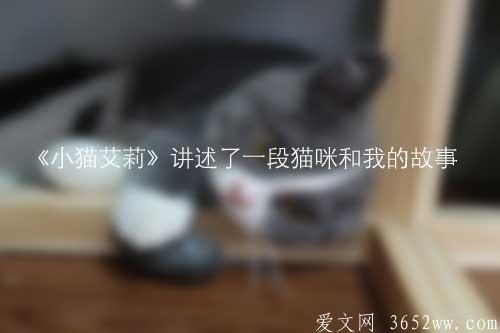 《小猫艾莉》讲述了一段猫咪和我的故事