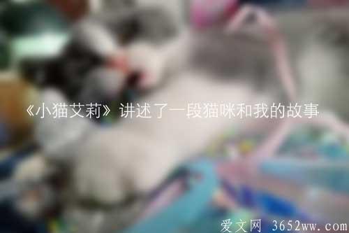 《小猫艾莉》讲述了一段猫咪和我的故事