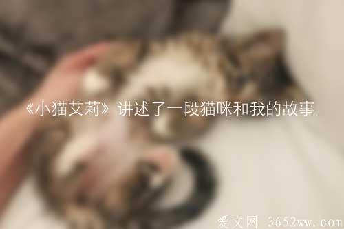 《小猫艾莉》讲述了一段猫咪和我的故事