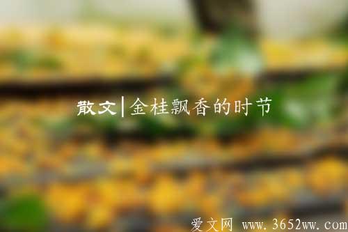 散文|金桂飘香的时节