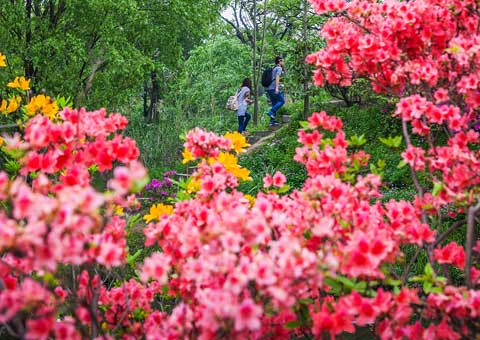 民俗文化：花朝节是哪一天