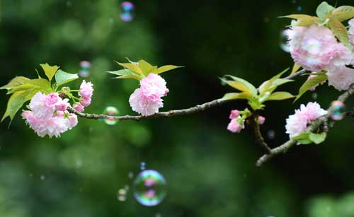 林京子描写樱花的散文《一朵鲜花》