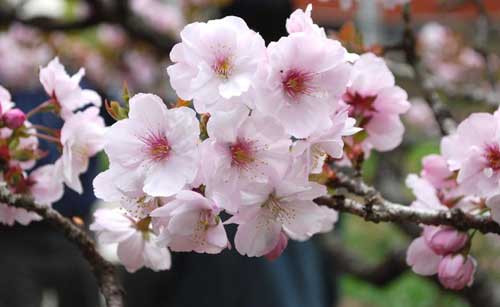 林京子描写樱花的散文《一朵鲜花》