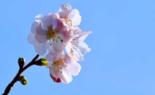 林京子描写樱花的散文《一朵鲜花》