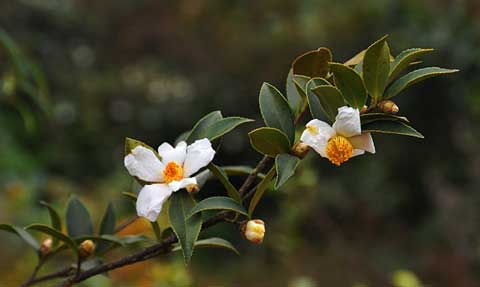 油茶花|散文