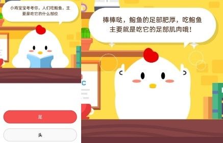 小鸡宝宝考考你人们吃鲍鱼主要是吃它的什么部位